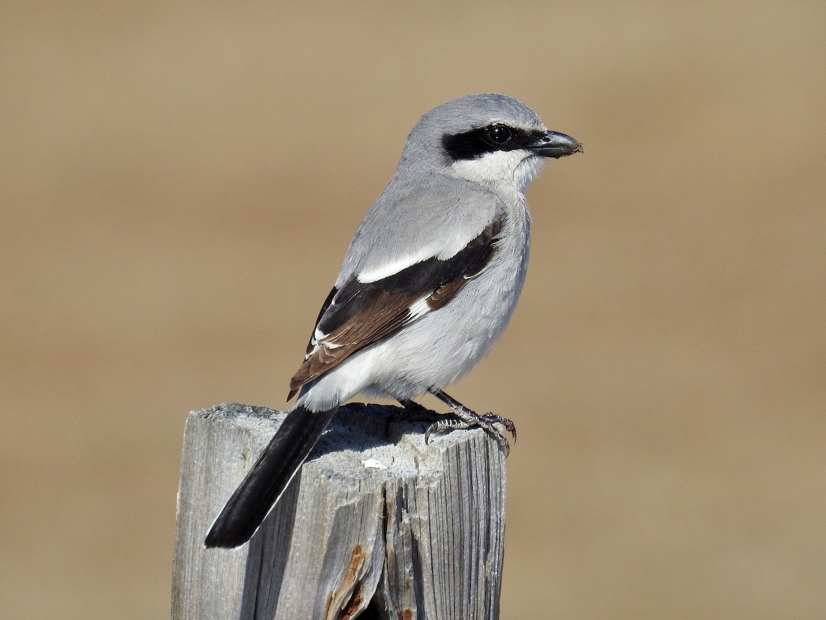 Alcaudón Americano - ML25953821