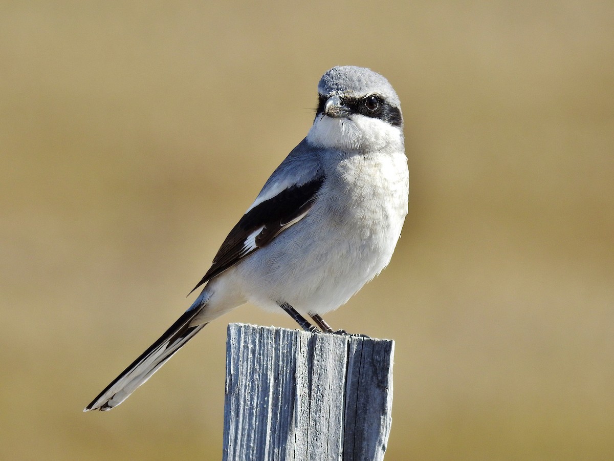 Loggerhead Shrike - ML25953831