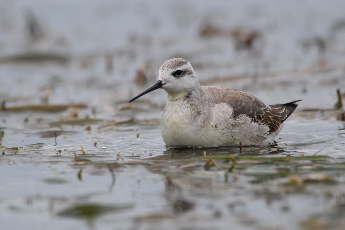Wilson's Phalarope - ML259541651
