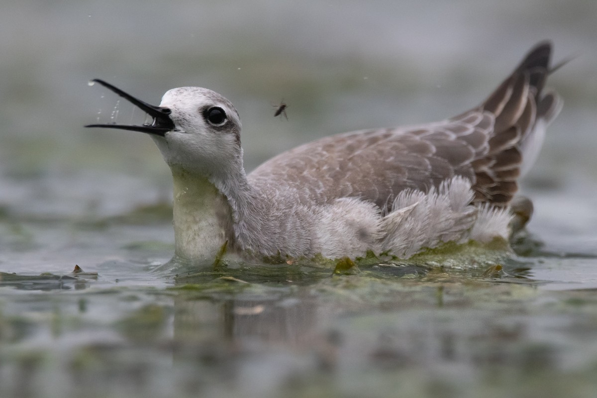 Wilson's Phalarope - ML259541801