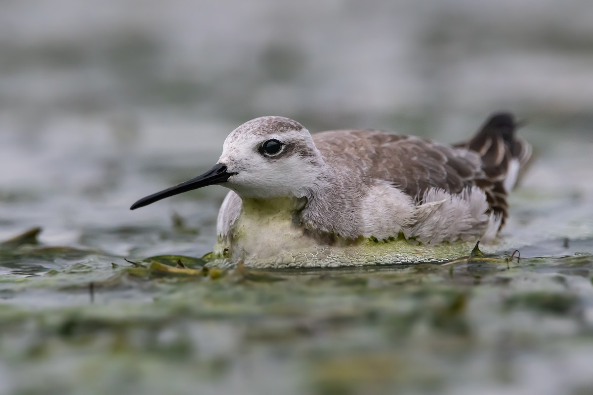 Wilson's Phalarope - ML259541831