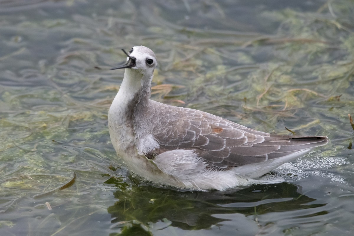 Wilson's Phalarope - ML259541841