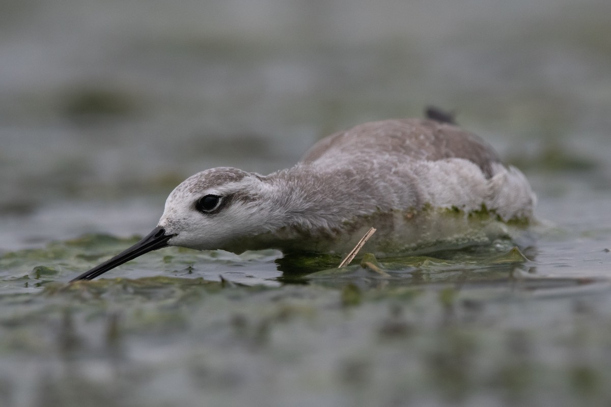 Wilson's Phalarope - ML259541851