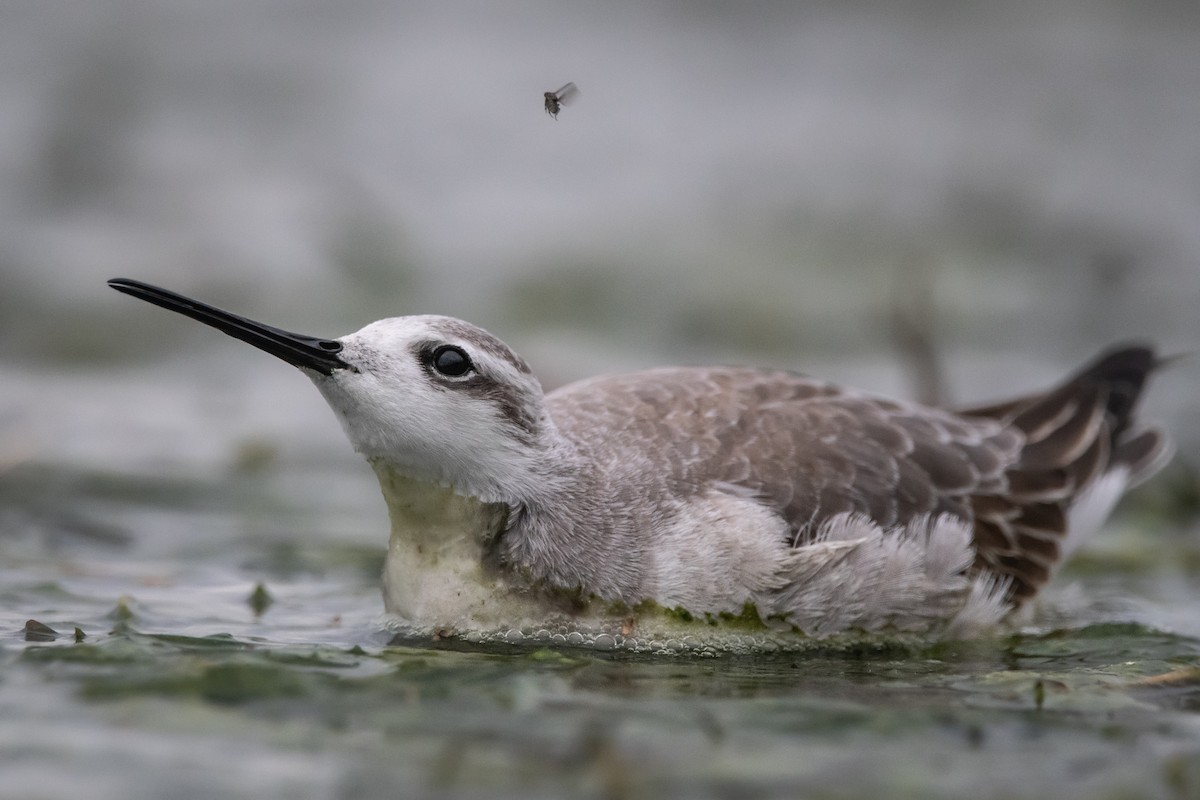 Wilson's Phalarope - ML259541911