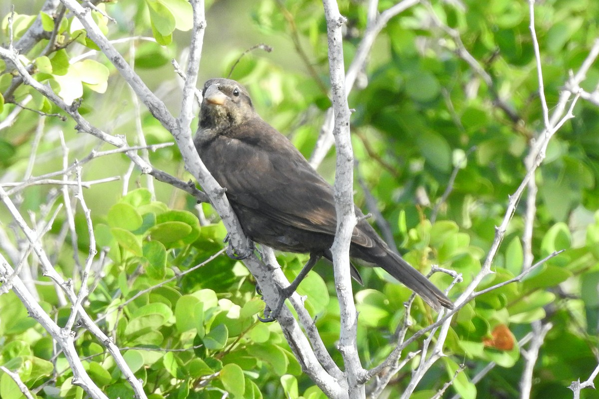 Shiny Cowbird - ML259546541