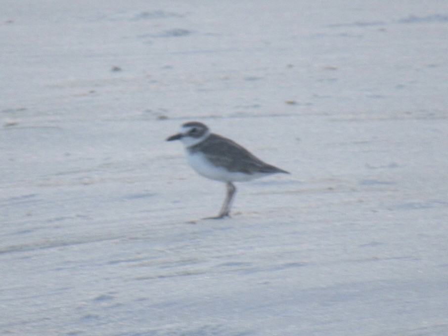 Wilson's Plover - ML259546791