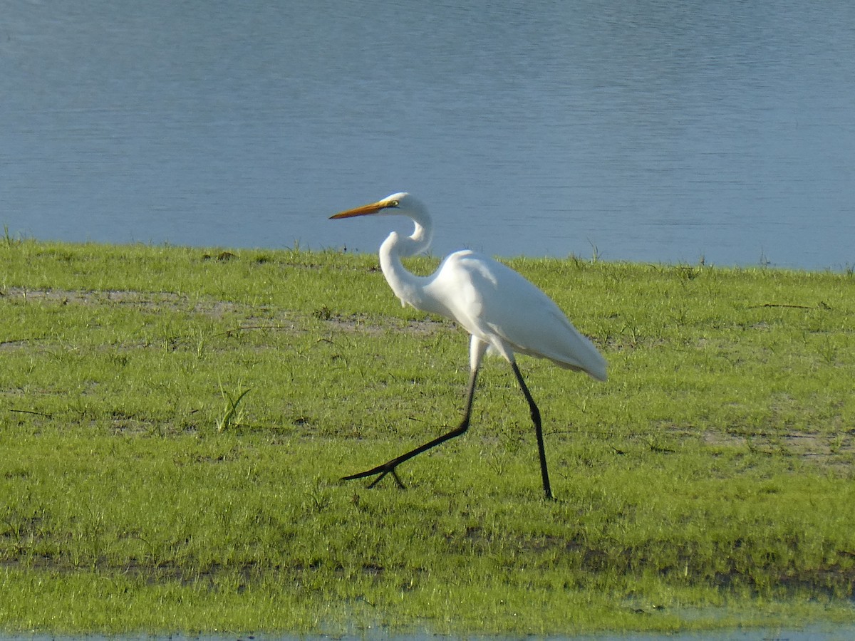 ダイサギ - ML259547611