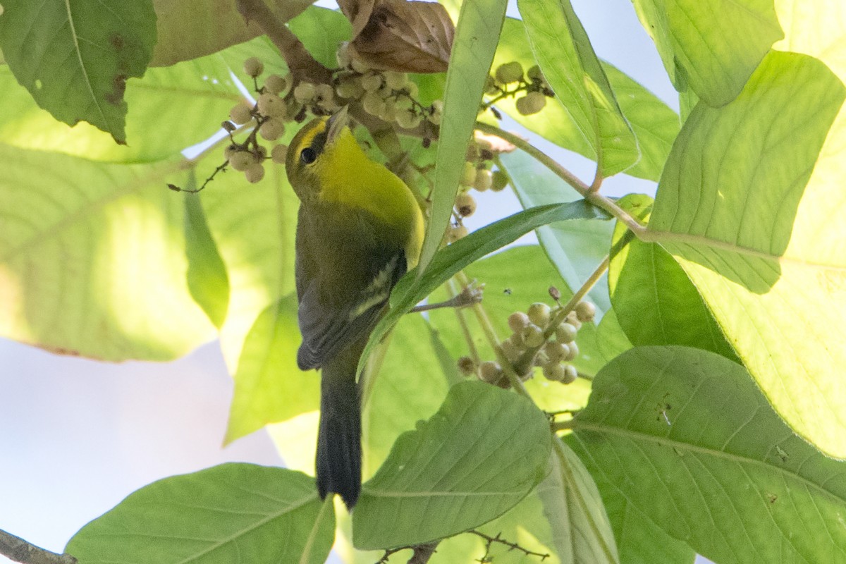 Blue-winged Warbler - Sue Barth