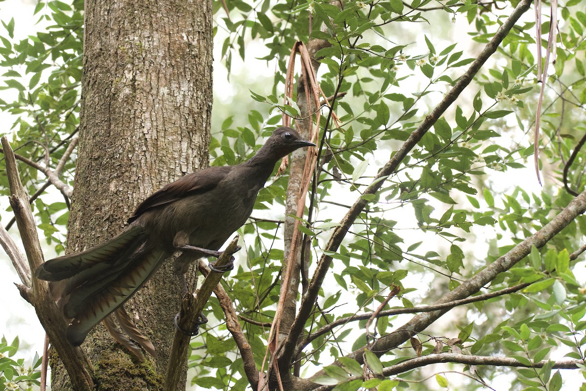 Superb Lyrebird - ML259548421