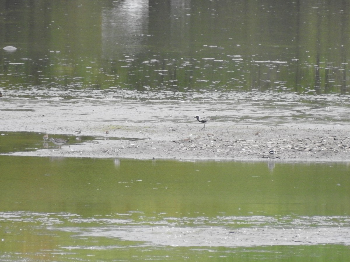 Black-bellied Plover - ML259549171