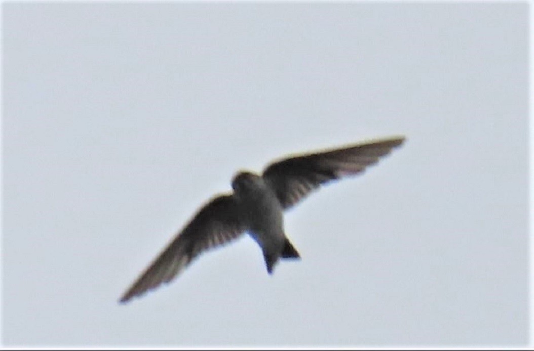 Violet-green Swallow - ML259550161