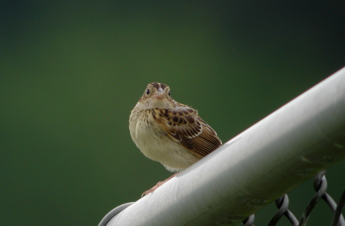 Grasshopper Sparrow - ML259550191