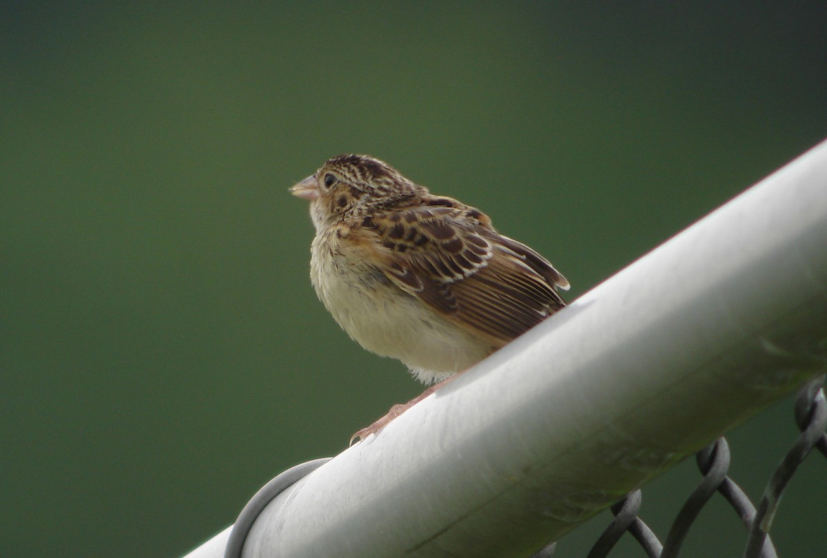 Grasshopper Sparrow - ML259550201