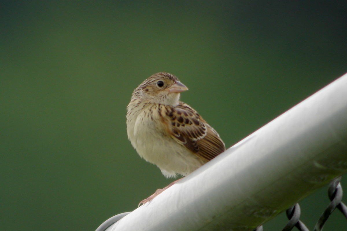 Grasshopper Sparrow - ML259550221
