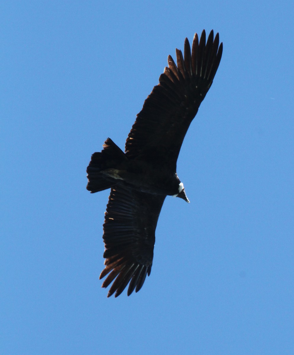 Andean Condor - Pam Rasmussen