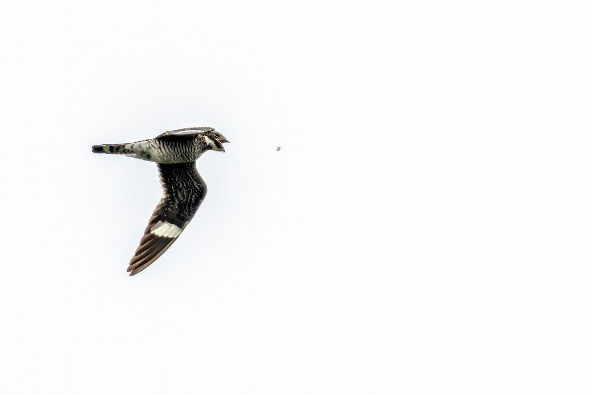 Common Nighthawk - ML259552391