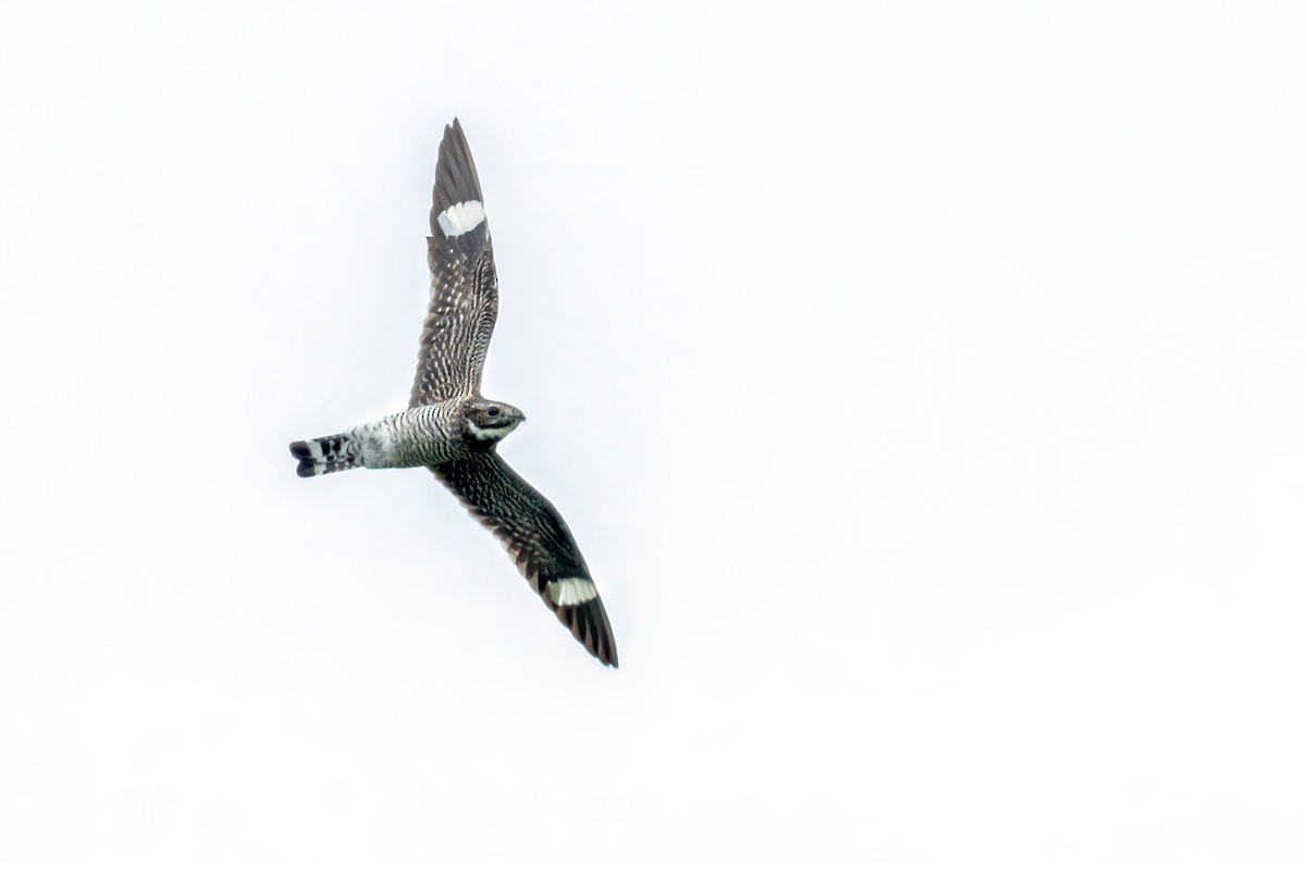 Common Nighthawk - Brad Imhoff