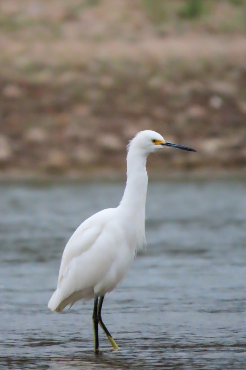 Snowy Egret - ML259552981