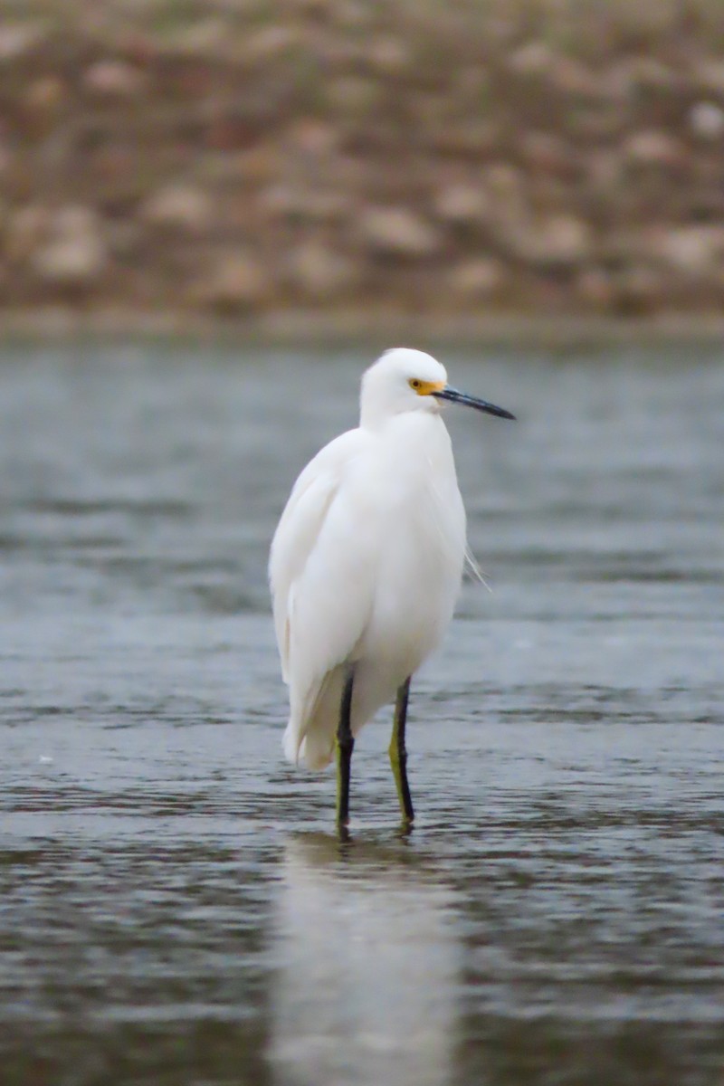 Snowy Egret - ML259552991