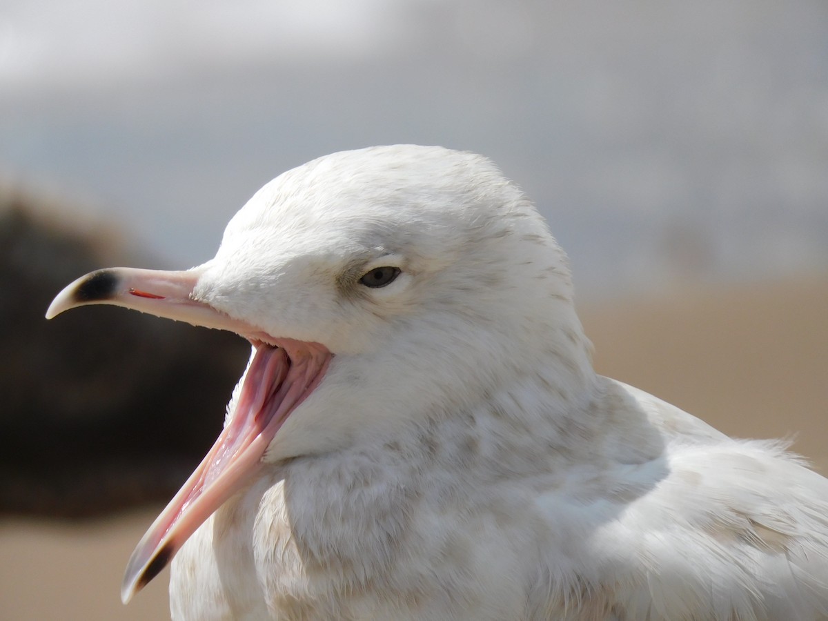 Glaucous Gull - ML259553531