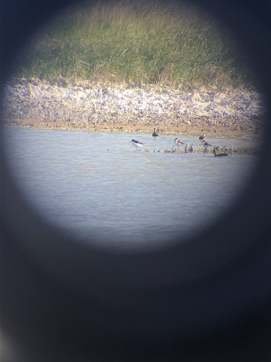 Black-necked Stilt - Hilary Turner