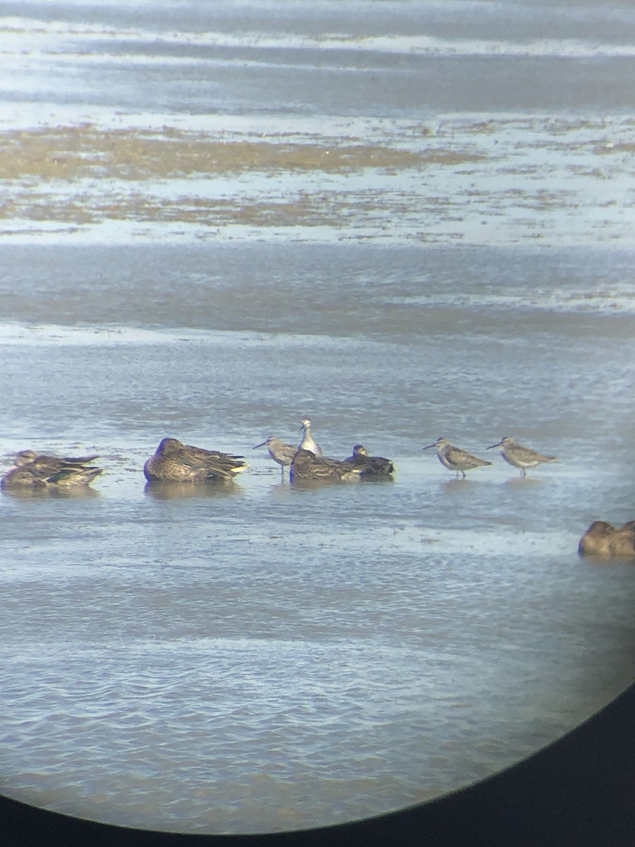 Stilt Sandpiper - ML259554991