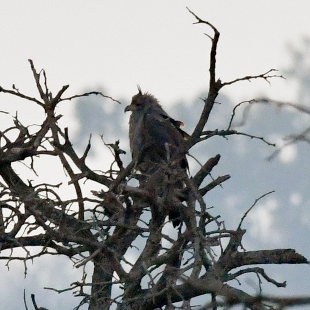 Águila de Azara - ML259555261