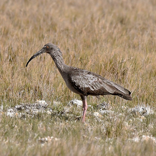 ibis běločelý - ML259556361