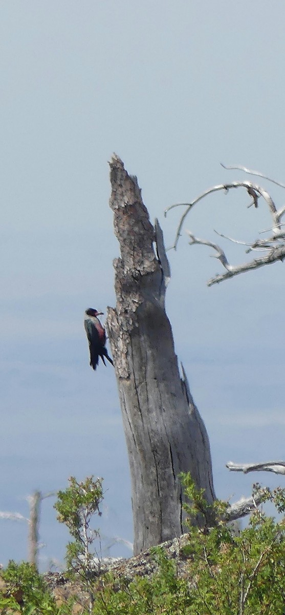 Lewis's Woodpecker - Roger Horn