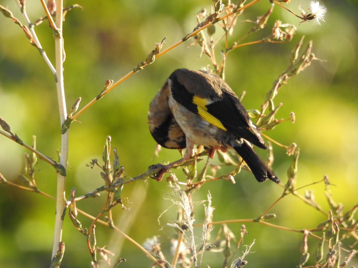 European Goldfinch - Alexandre Rica Cardoso