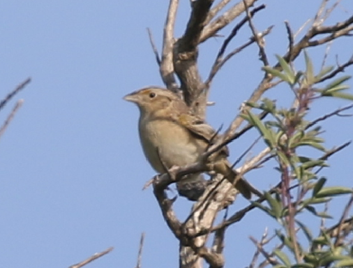 Grasshopper Sparrow - C. Jackson