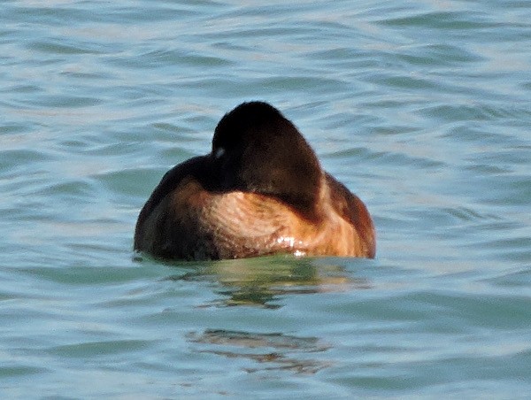 Ring-necked Duck - ML25955871