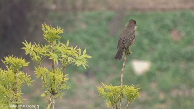 Great Shrike-Tyrant - ML259558971