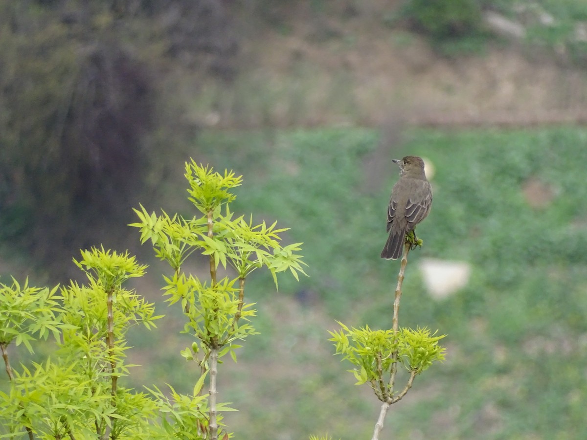 Great Shrike-Tyrant - G. Thomas Doerig