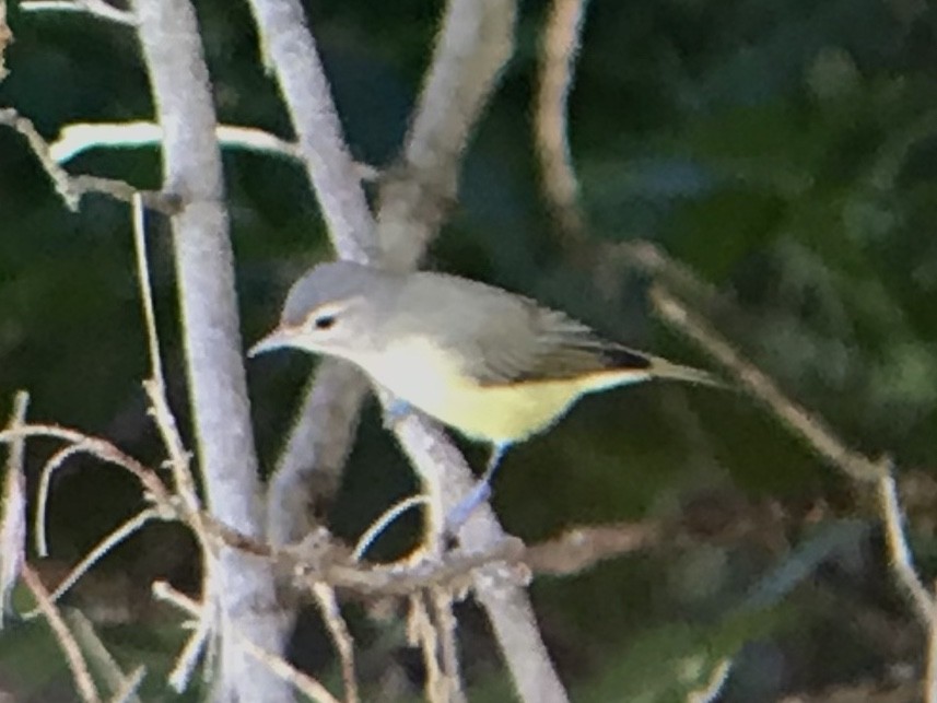 Warbling Vireo - ML259561441