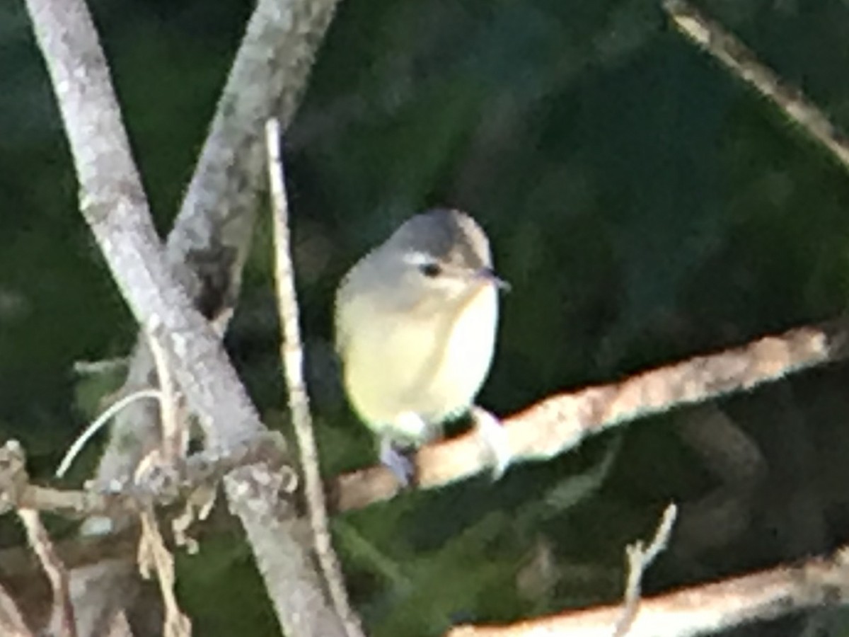 Warbling Vireo - ML259561501