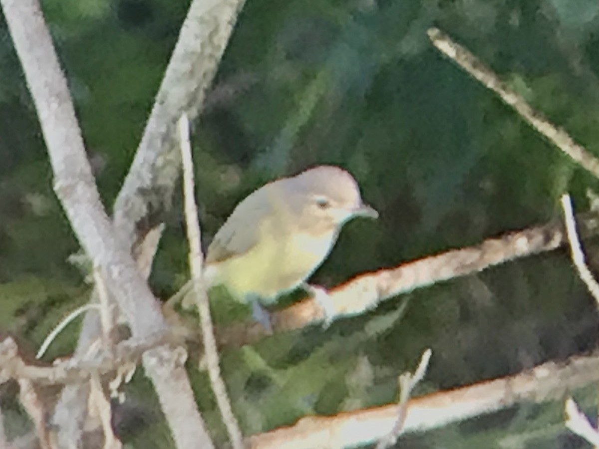 Warbling Vireo - ML259561511