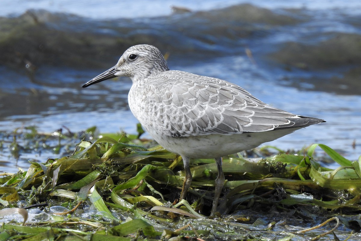 Red Knot - Barbara Clise