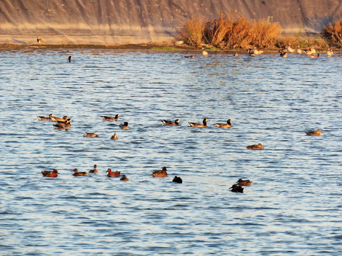 Chiloe Wigeon - ML25956201
