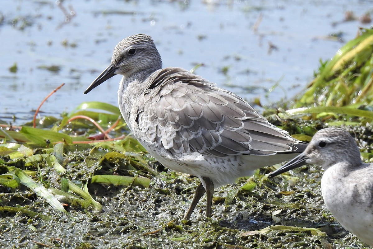 Red Knot - Barbara Clise