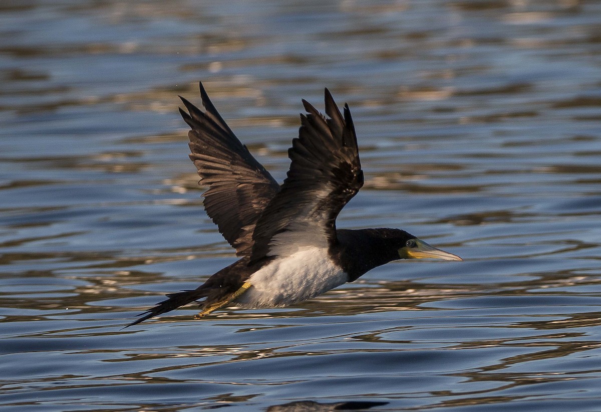 Brown Booby (Atlantic) - ML259562781