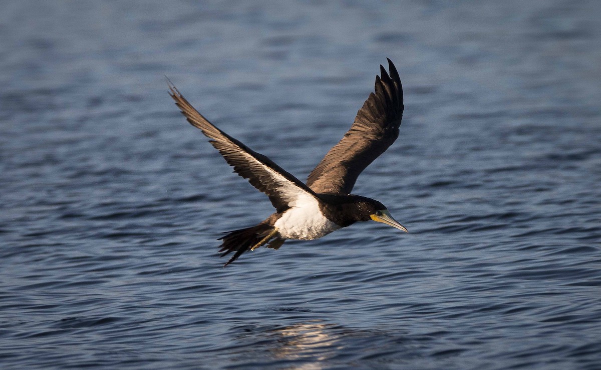 Brown Booby (Atlantic) - ML259562841