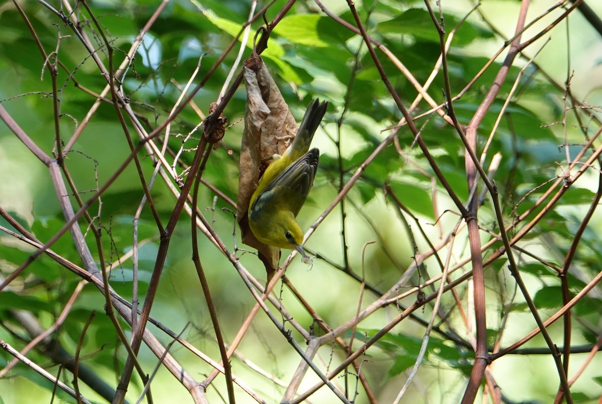 Blue-winged Warbler - ML259563021