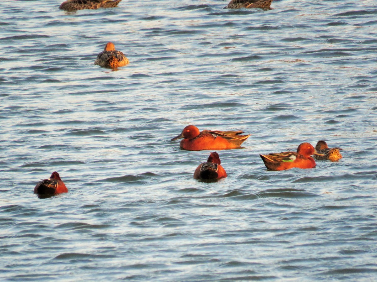 Cinnamon Teal - ML25956341