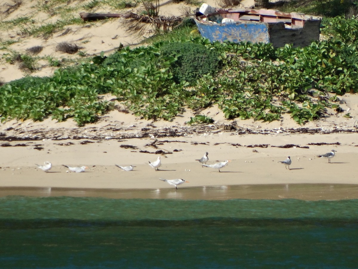 Sandwich Tern - ML259565271