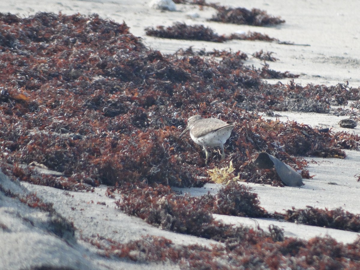 Spotted Sandpiper - ML259565381