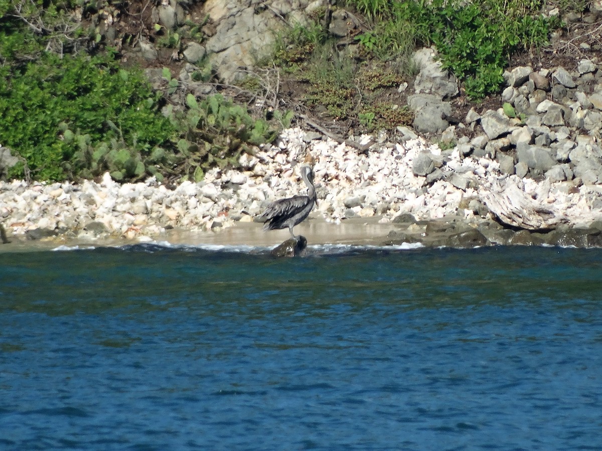 Brown Pelican - ML259565431