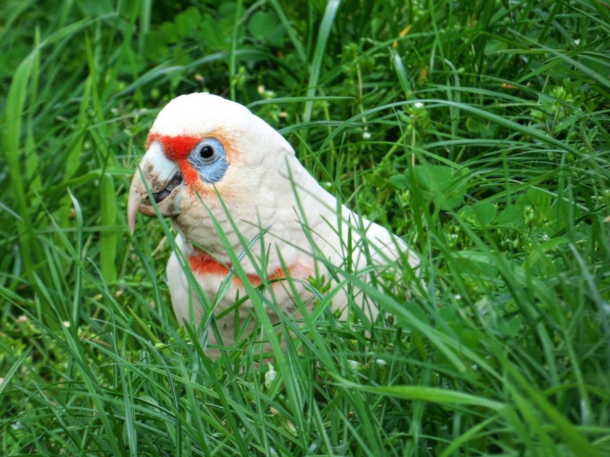 Long-billed Corella - ML259565571