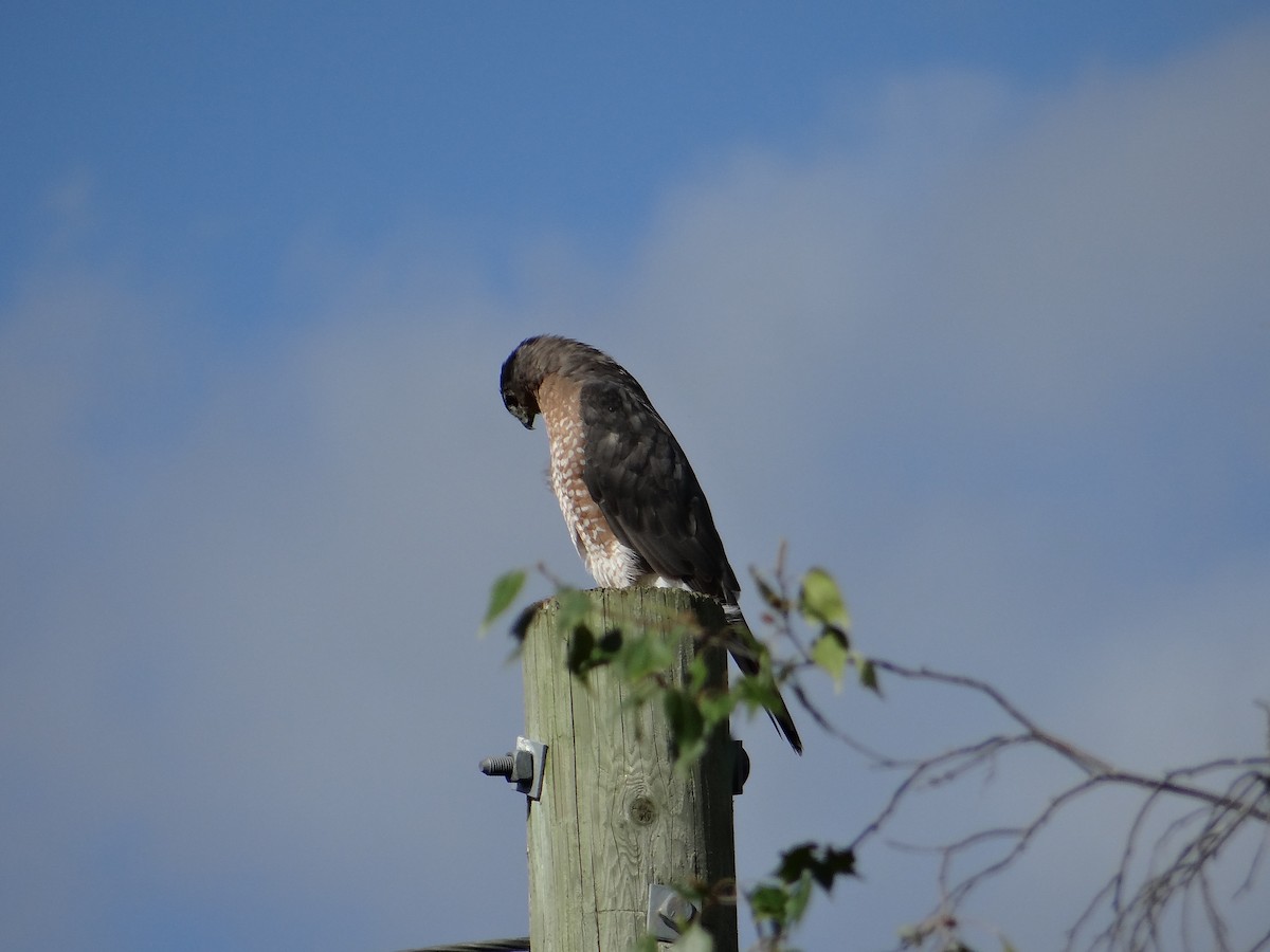 Sharp-shinned/Cooper's Hawk - ML259565771