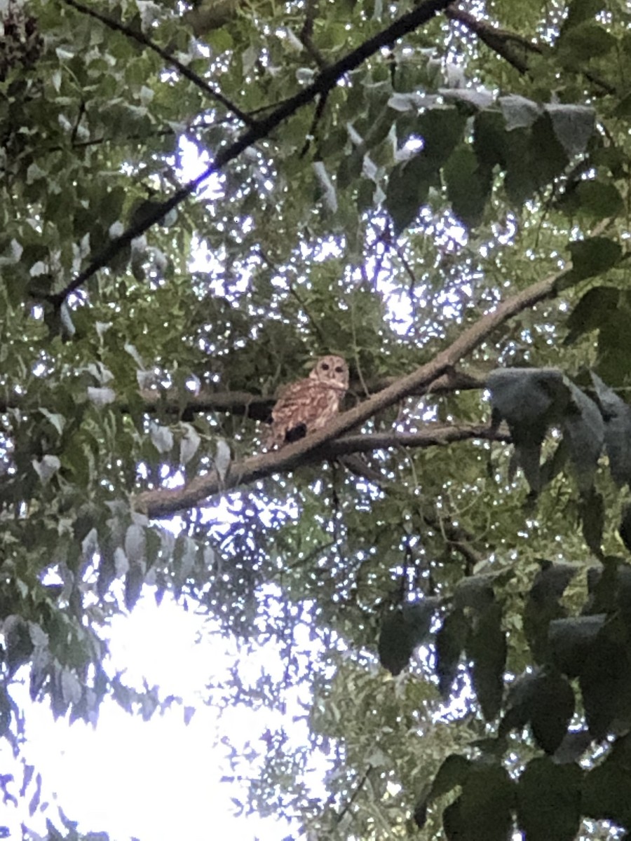 Barred Owl - ML259566091